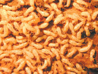 Subterranean Termites